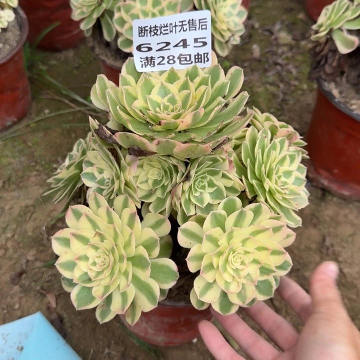 6245二号棚玉芙蓉B