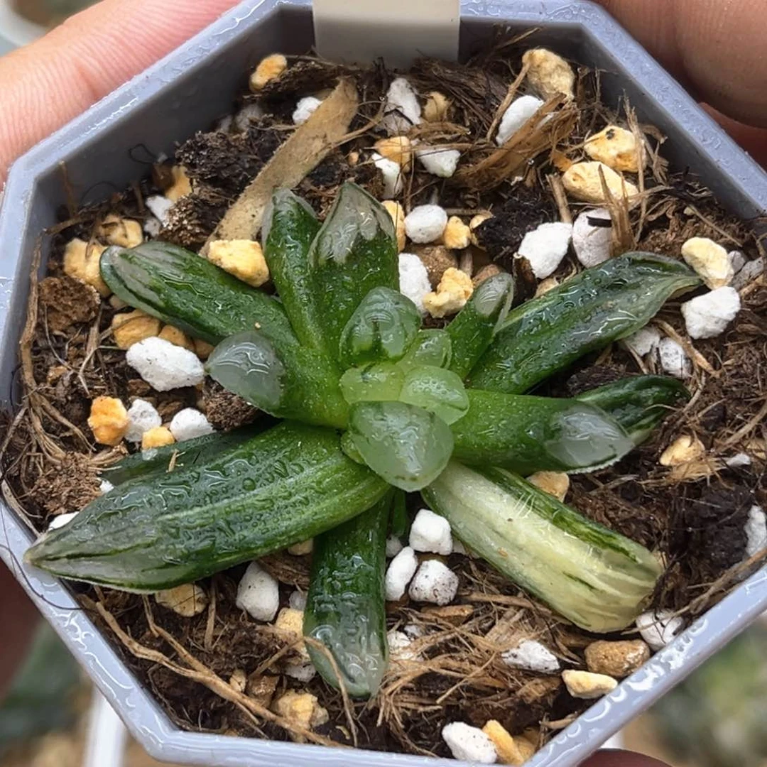 183子弹头发发发发发发