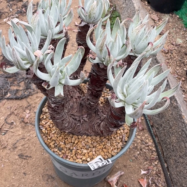 795号雪花多肉植物