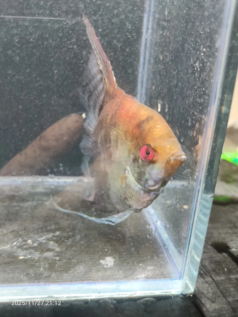 皇冠烟熏燕可繁殖种鱼苗小型淡水热带观赏鱼