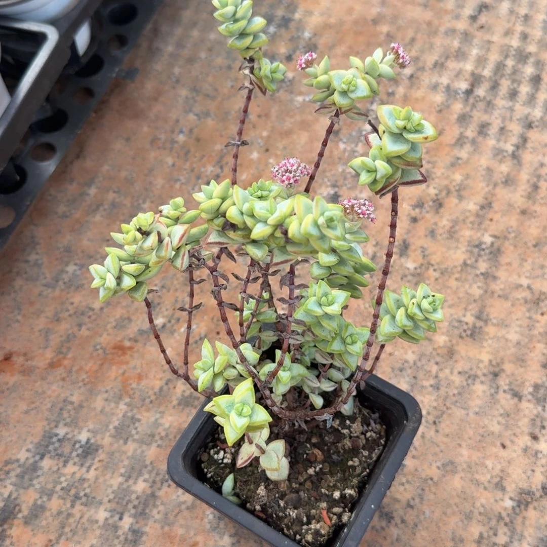 一刻的锦腹轮锦一刻的