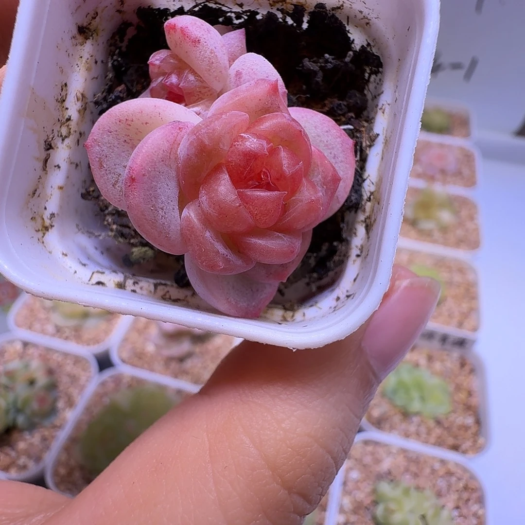 甜心852多肉一物一拍