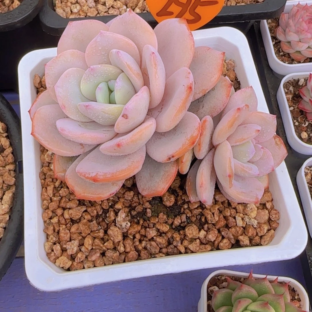 c****?295多肉植物一物一拍