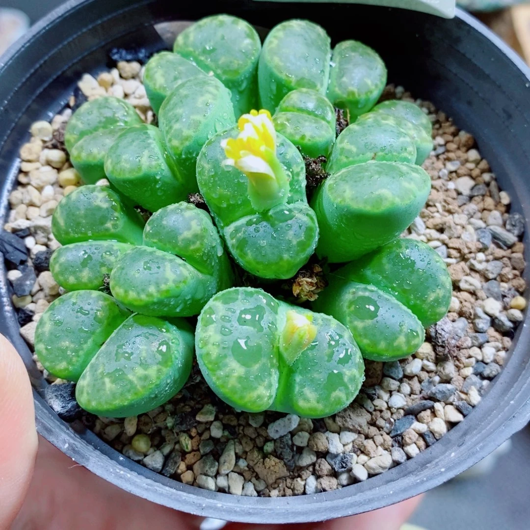 生石花花花花花花花308