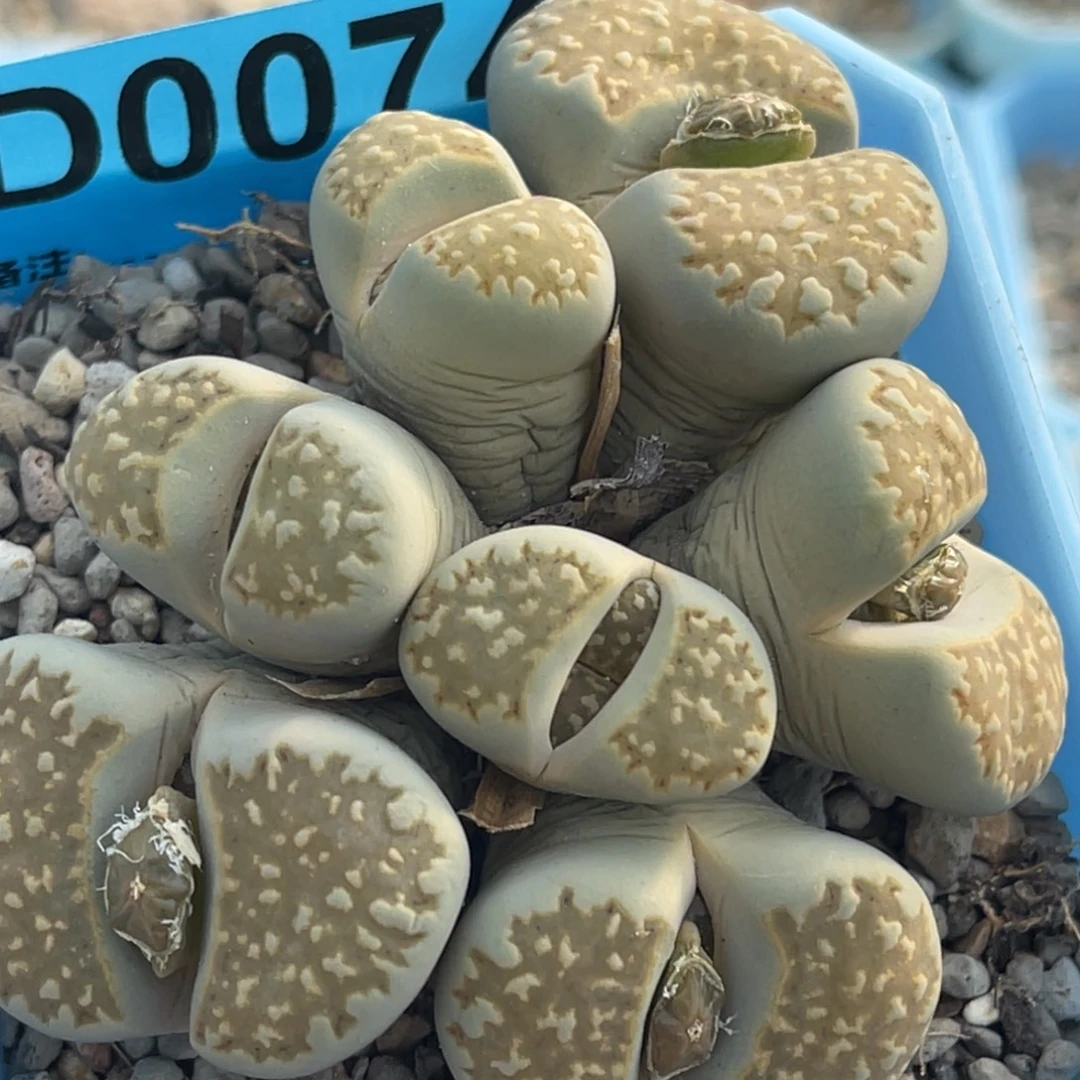 0080七头柠檬黄金线群一颗