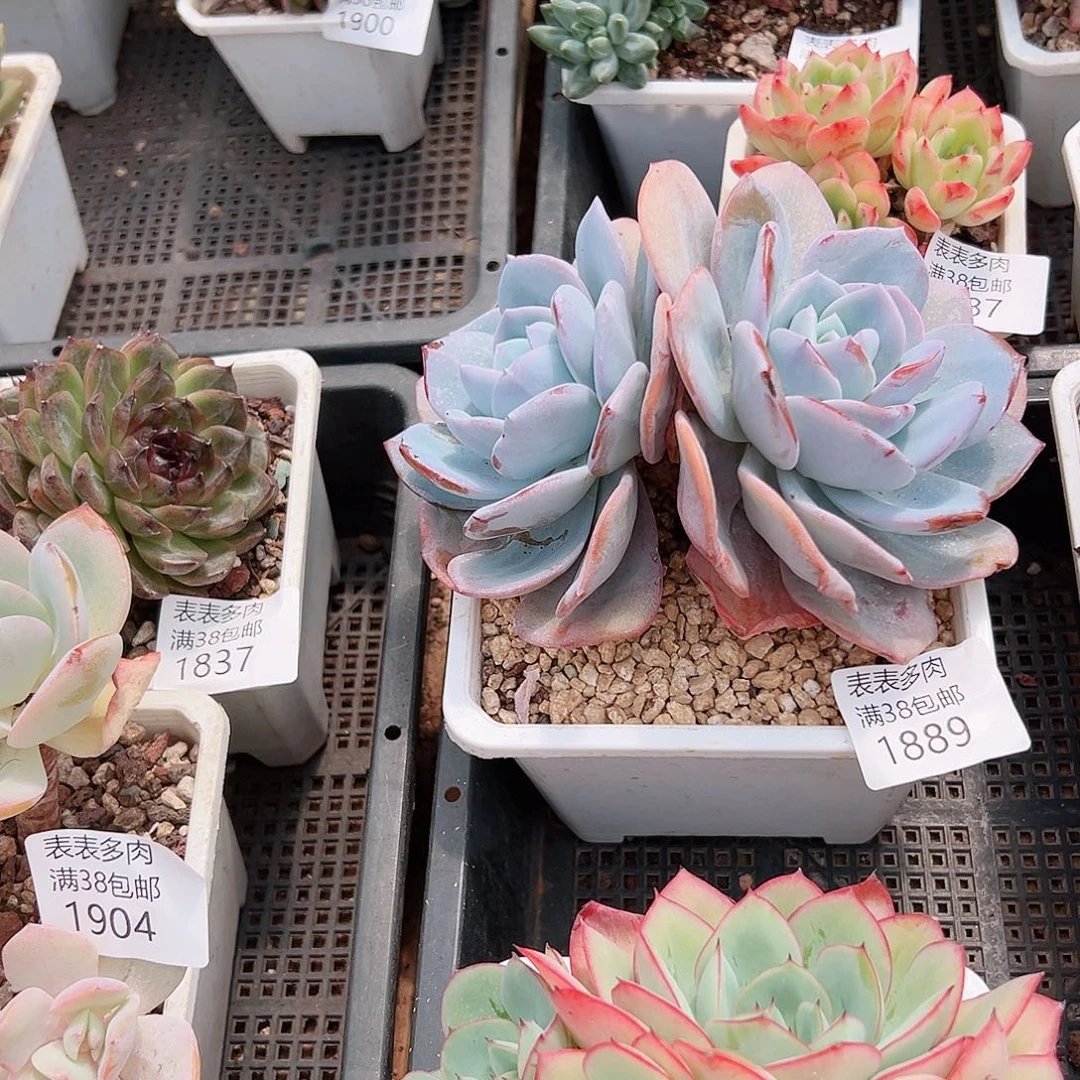 小***叶多肉一物一拍植物1889