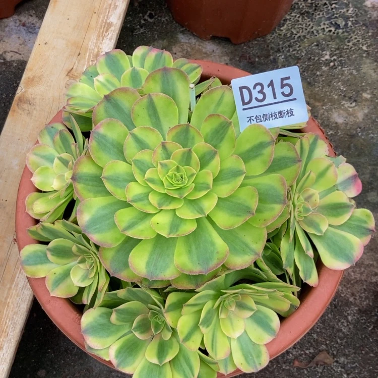 【闪购商品】315雨荷多肉