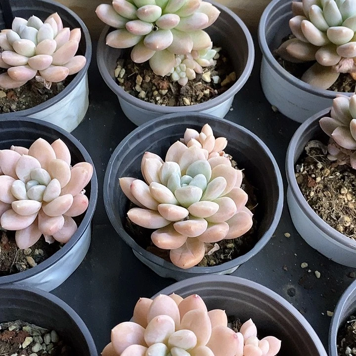 126。奶油美人福利。