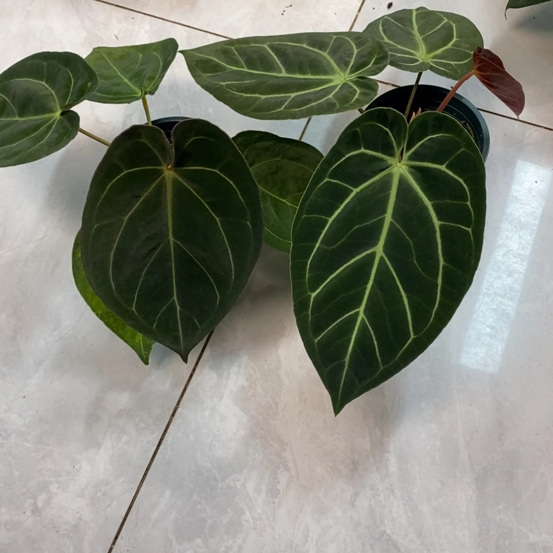 不***士不开花植物3910  kos杂➕贝斯杂（无售后）