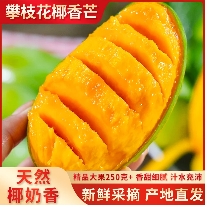 正宗椰香芒果攀枝花特产精品果王香甜送孕妇老人水果礼品现摘现发