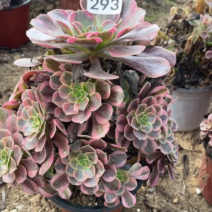 无花朵293对肉植物凤冠