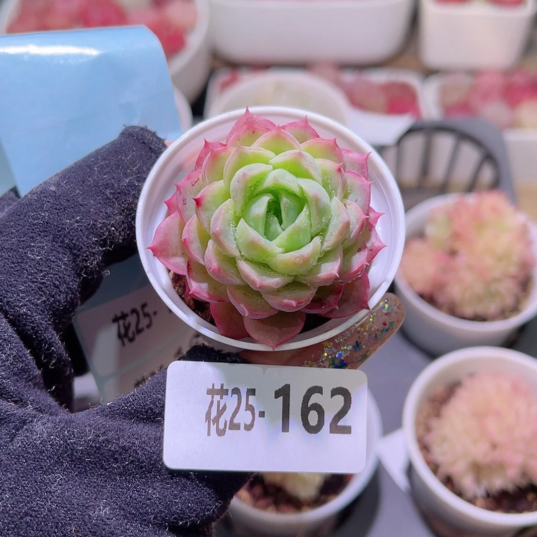 花利美25-162酸橙辣椒