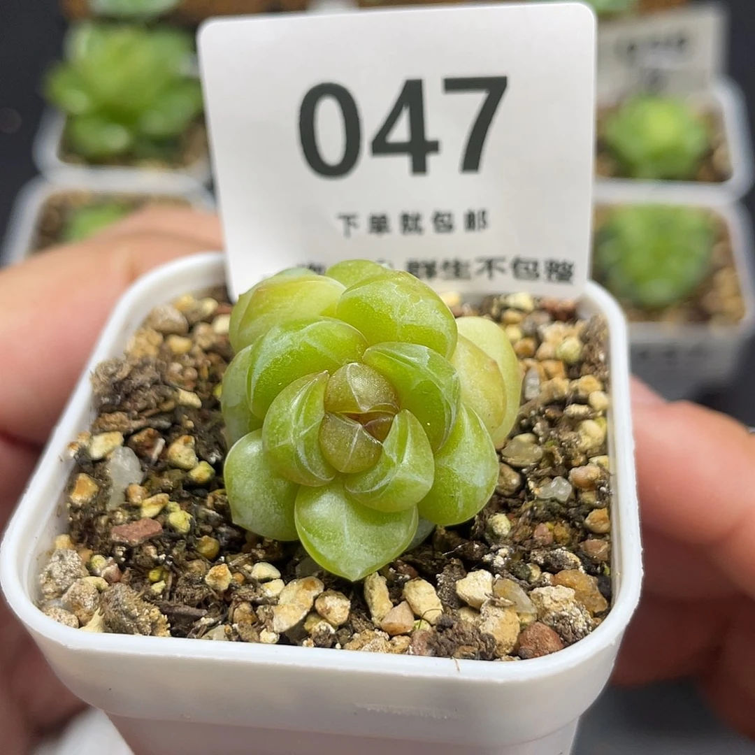 双头糖心一物一拍047