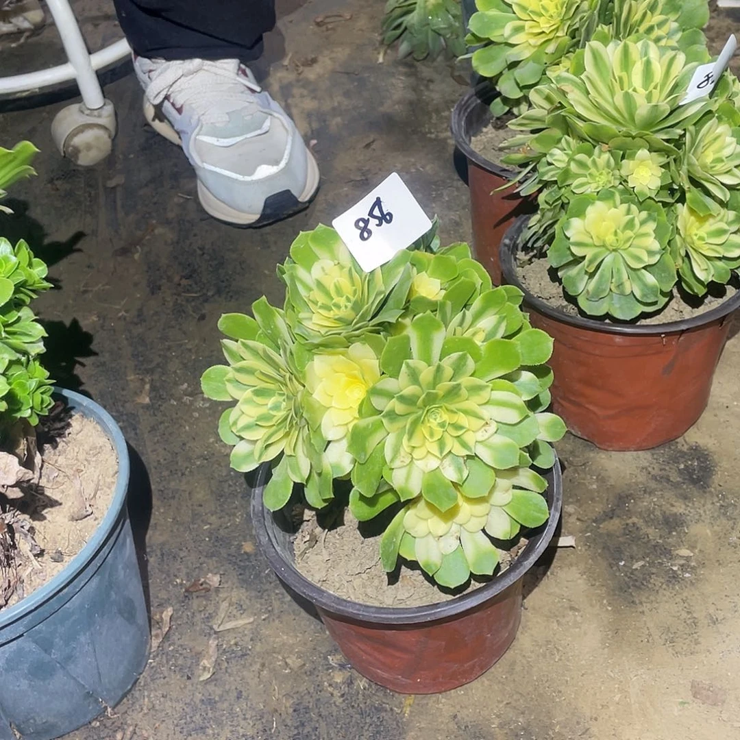 856法师植物辛尼亚量拍