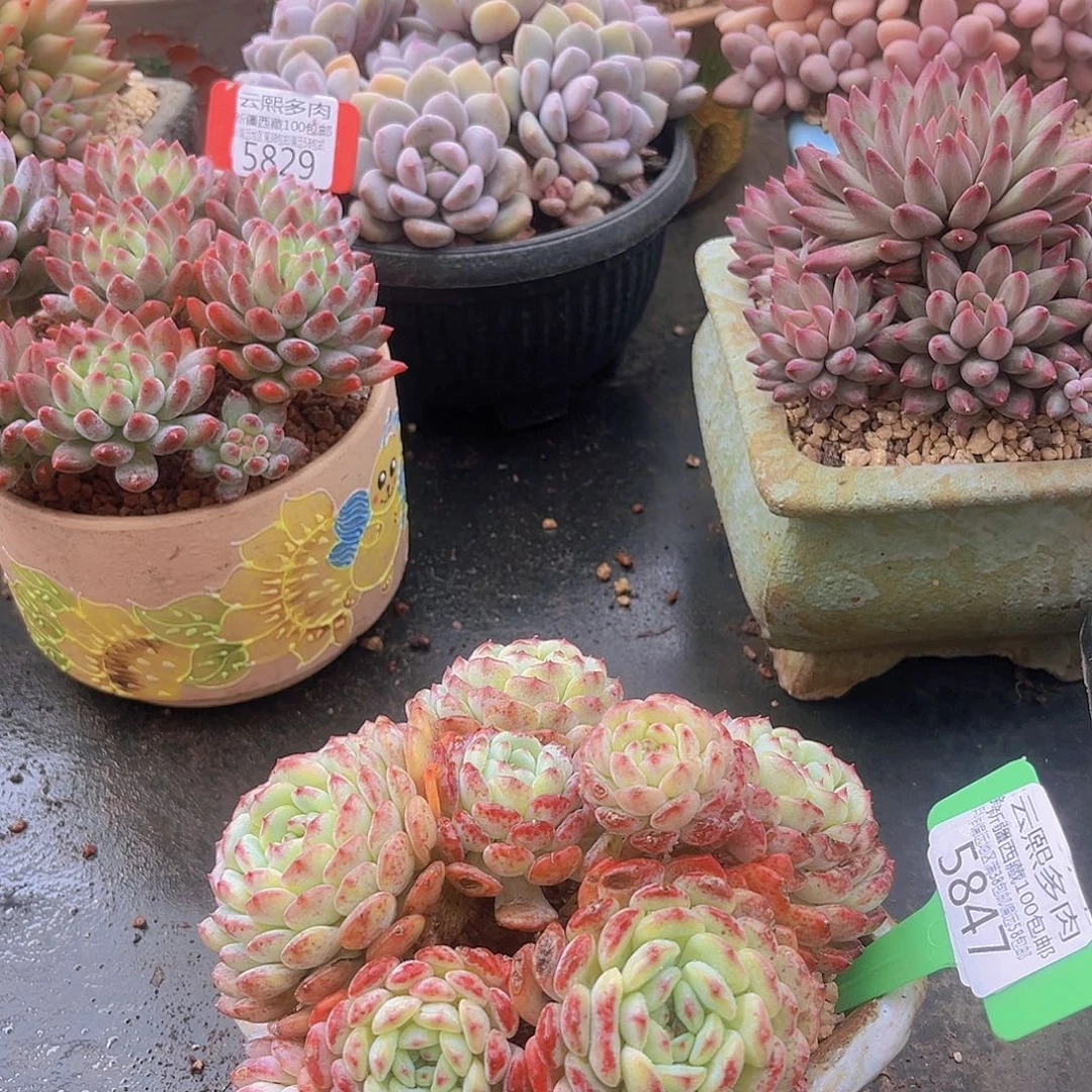 5847白胖子多肉植物