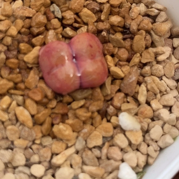 10552吕氏粉大王sp