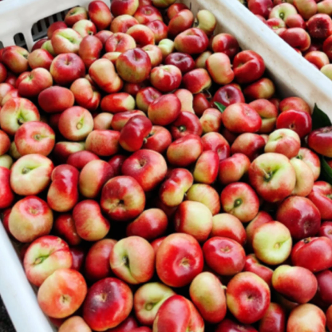 【次日达】山东露天纽扣蟠桃5斤 蟠桃油桃巨好吃 甜的自然成熟当季新鲜水果桃子山东省