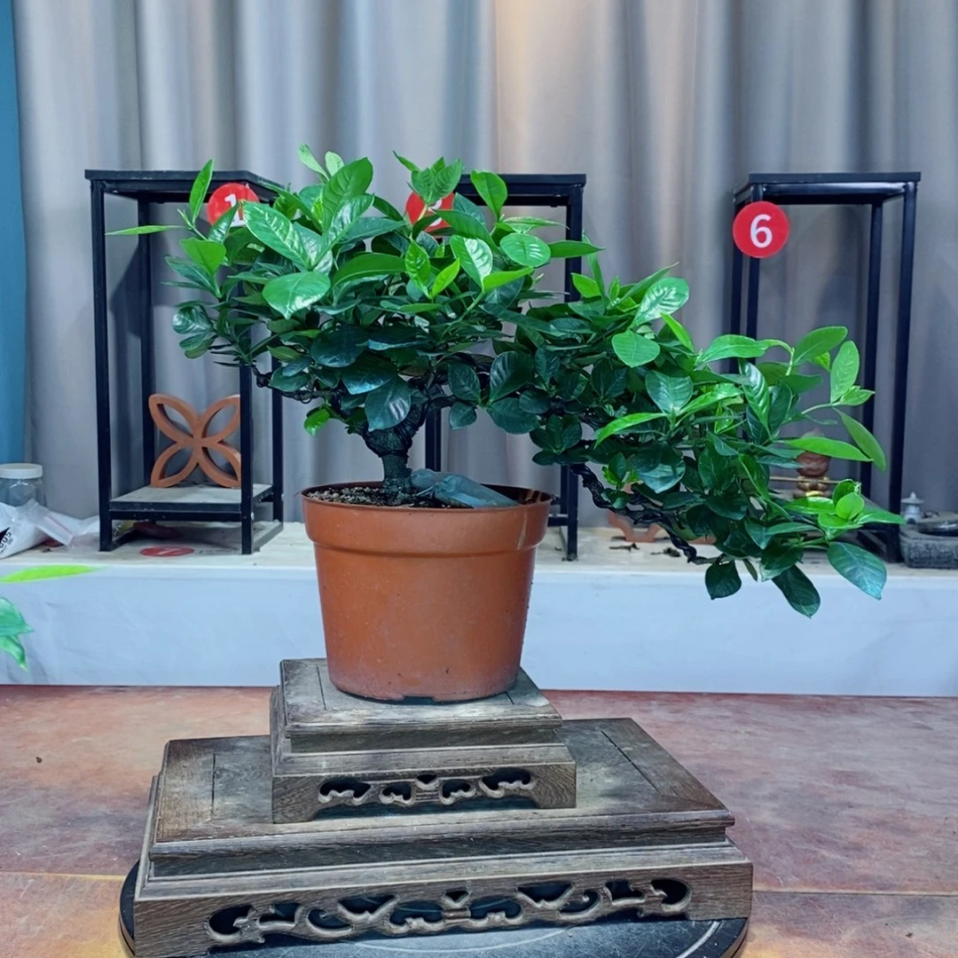 以实际为准栀子花
