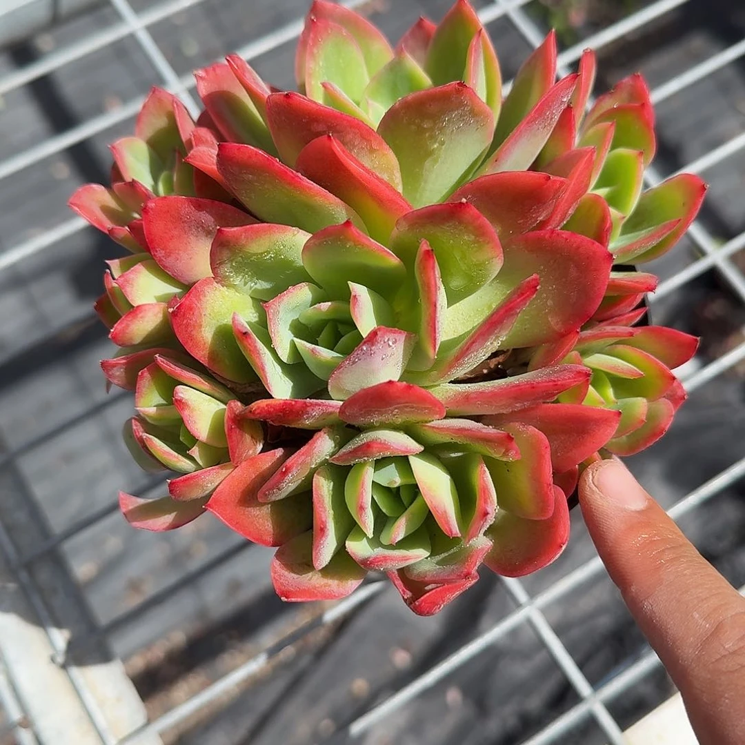 绮罗多肉植物精品