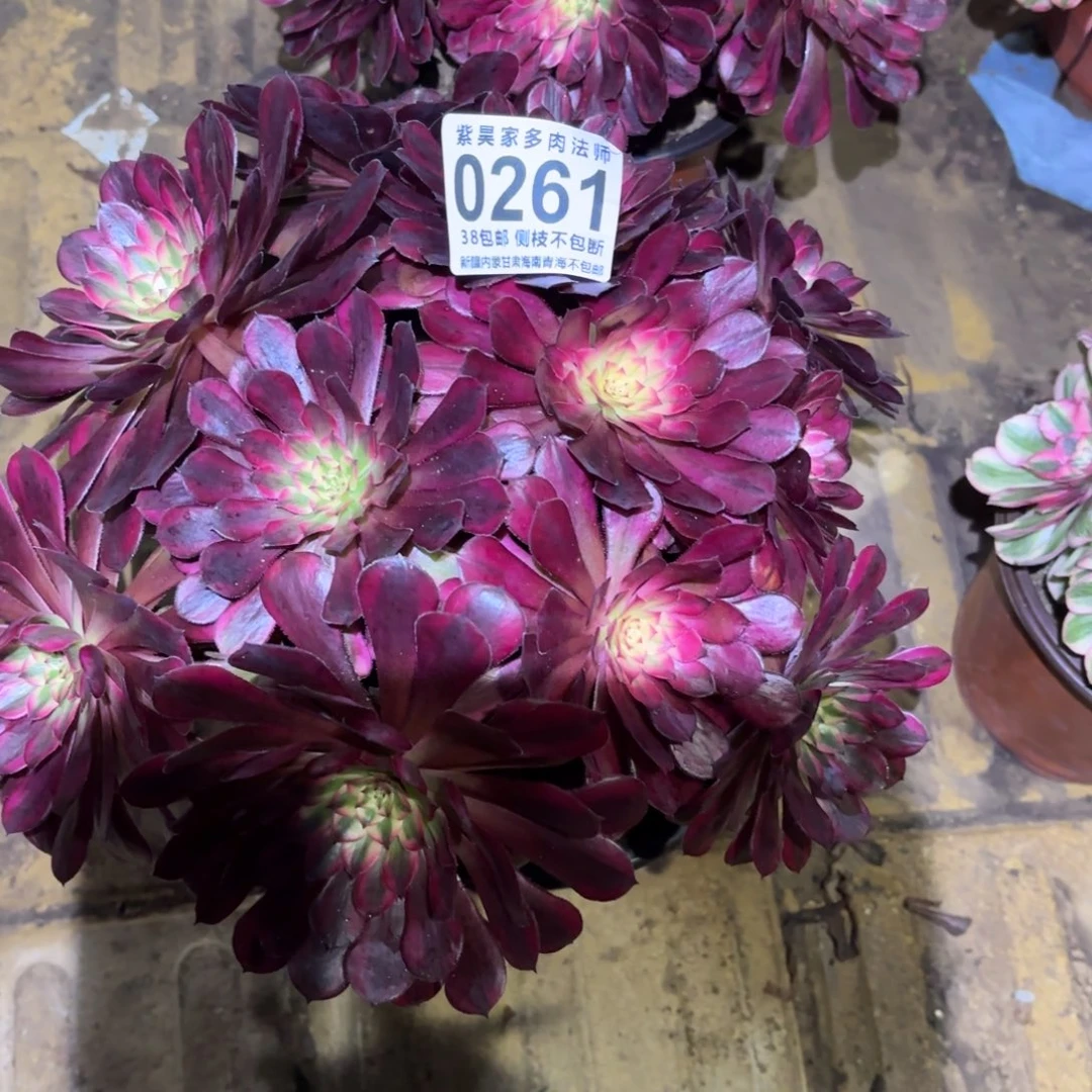 z***v1棚法师00000261黑同