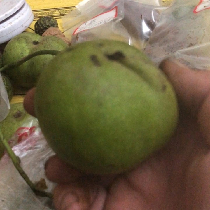 恍****火文玩核桃一行