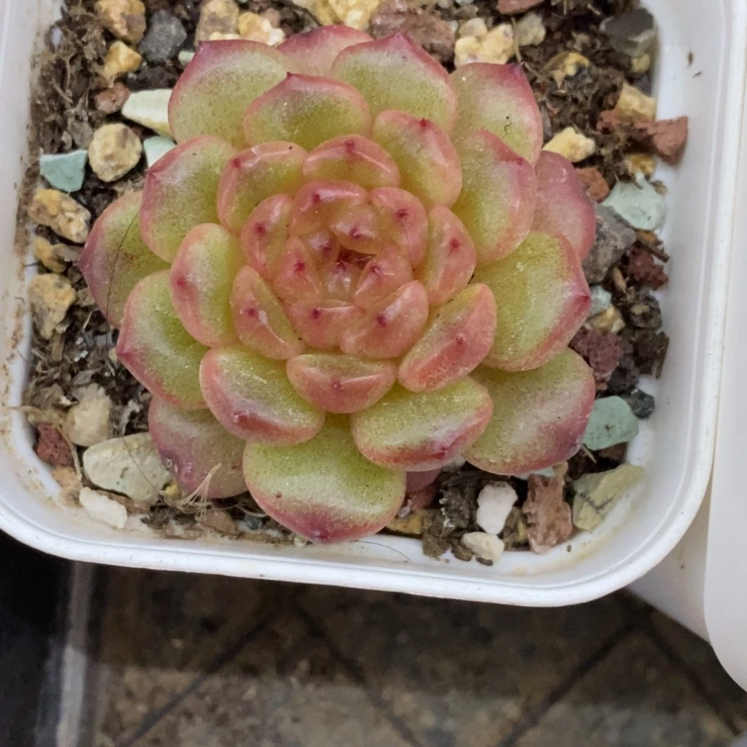 精品多肉一物拍不包整92
