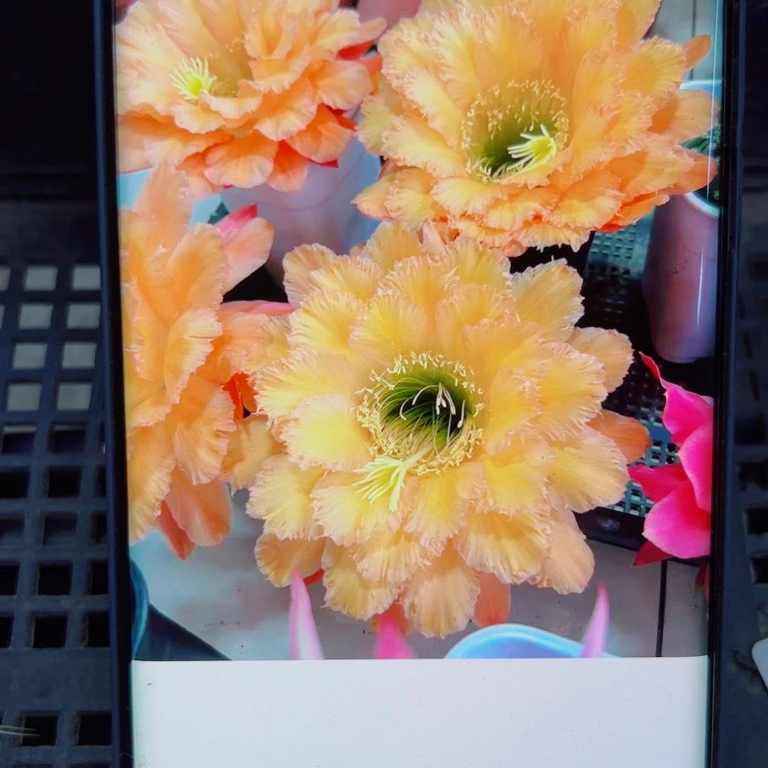 下25毛橙粉佳人歪无根侧芽4公分左右20包邮