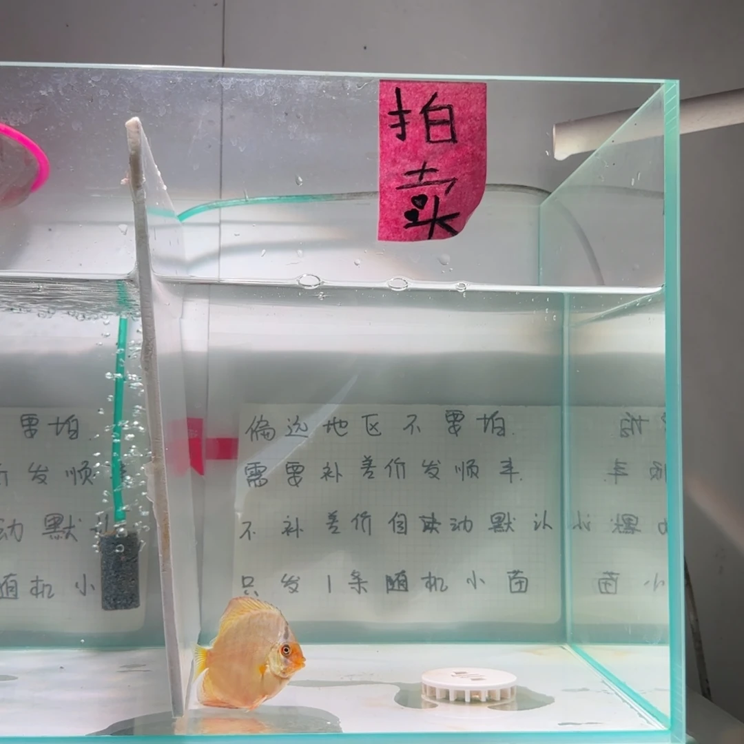 七彩神仙鱼肉身5偏远地区不拍