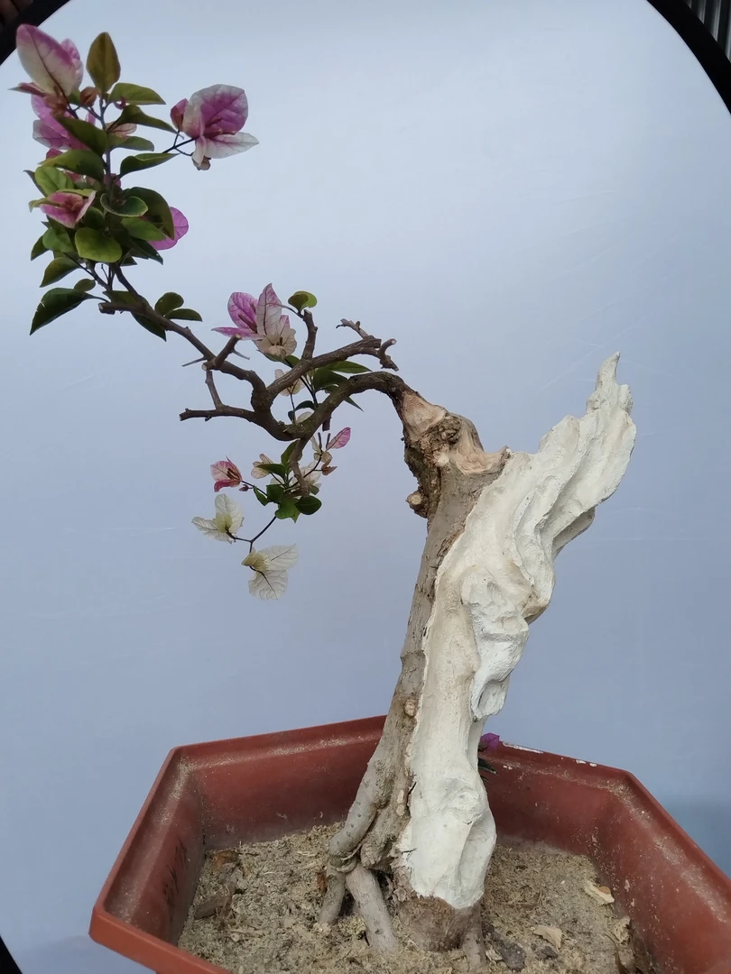 怪桩勤花三角梅盆景