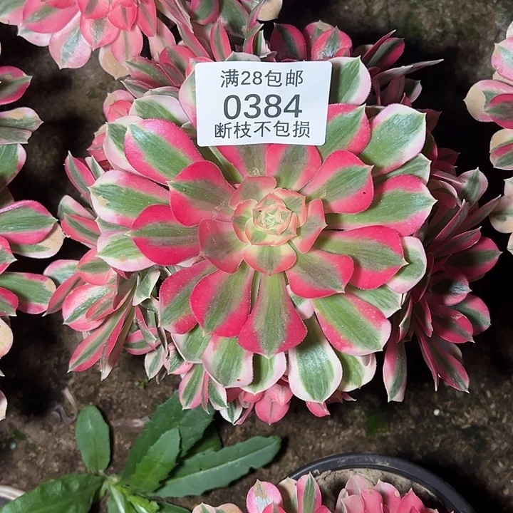 0384粉女巫多肉植物