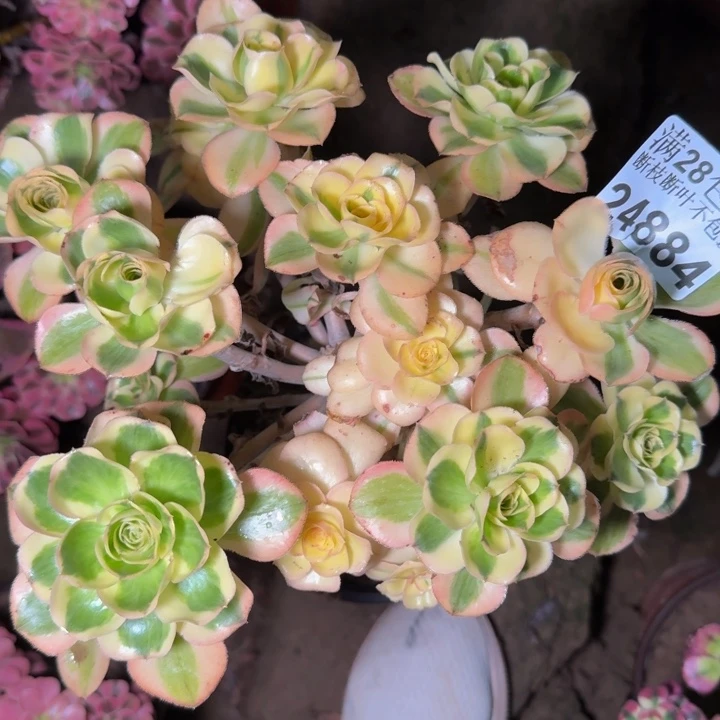 24884南燕姿多肉植物