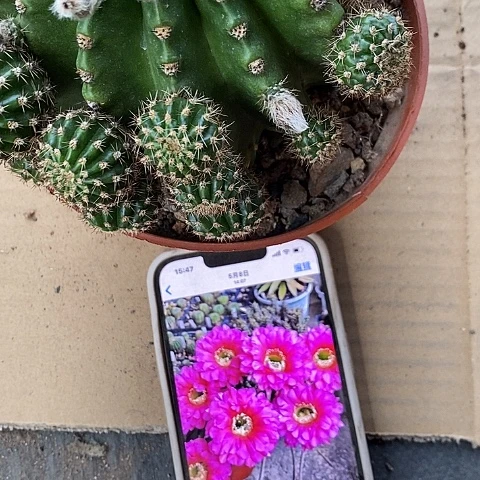 超大浓桃金仙人球3567899