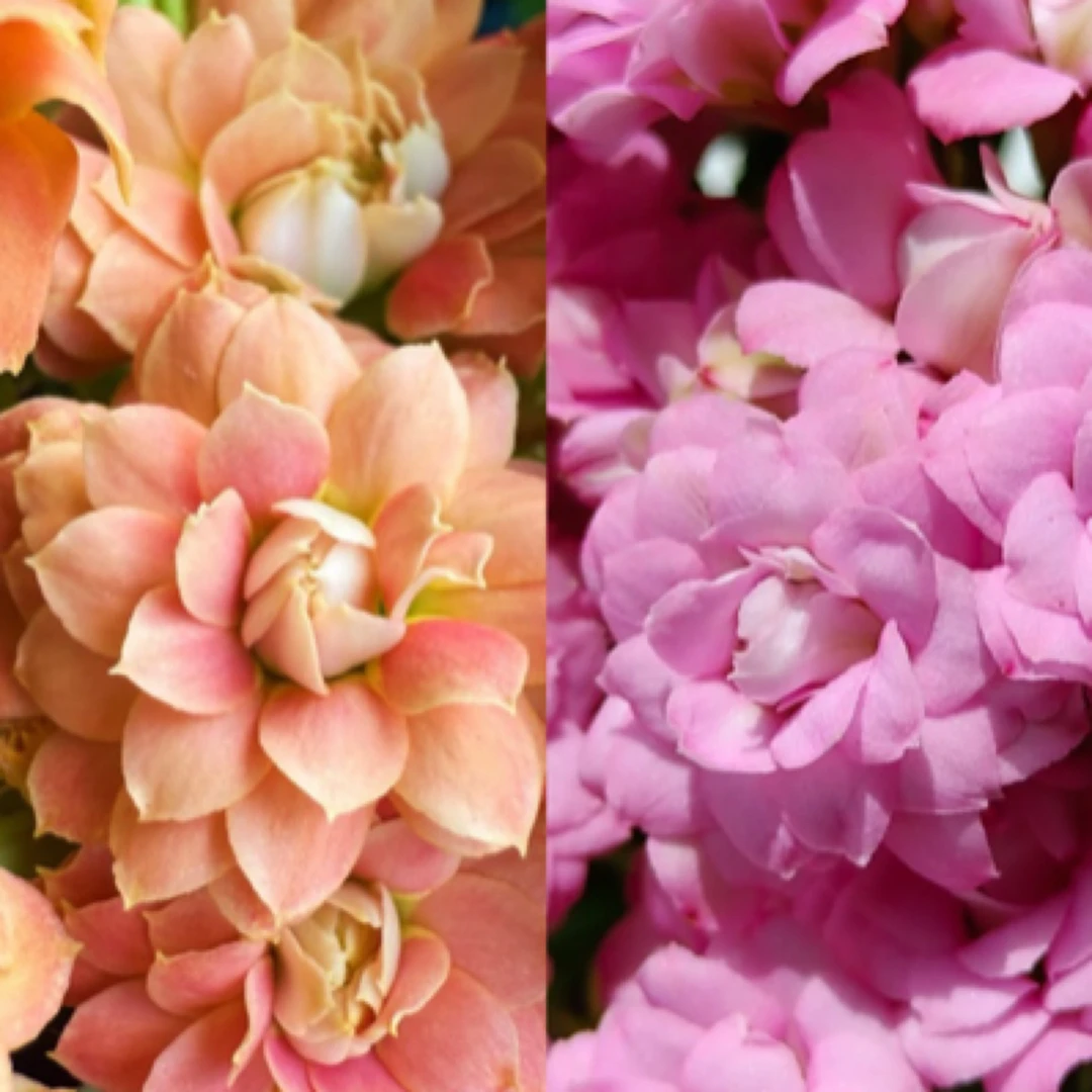 【笑颜醉➕莉莉安】两盆重瓣长寿花