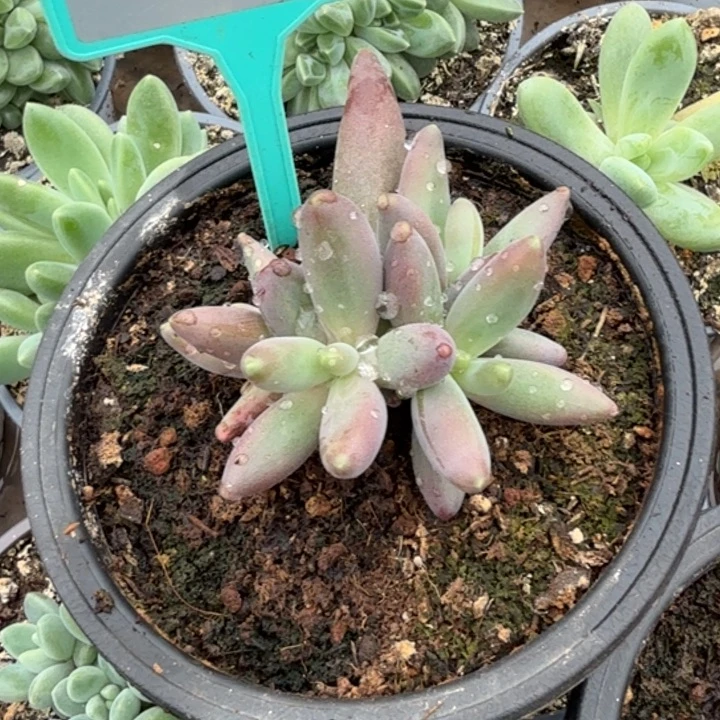 烟花一物一拍402.