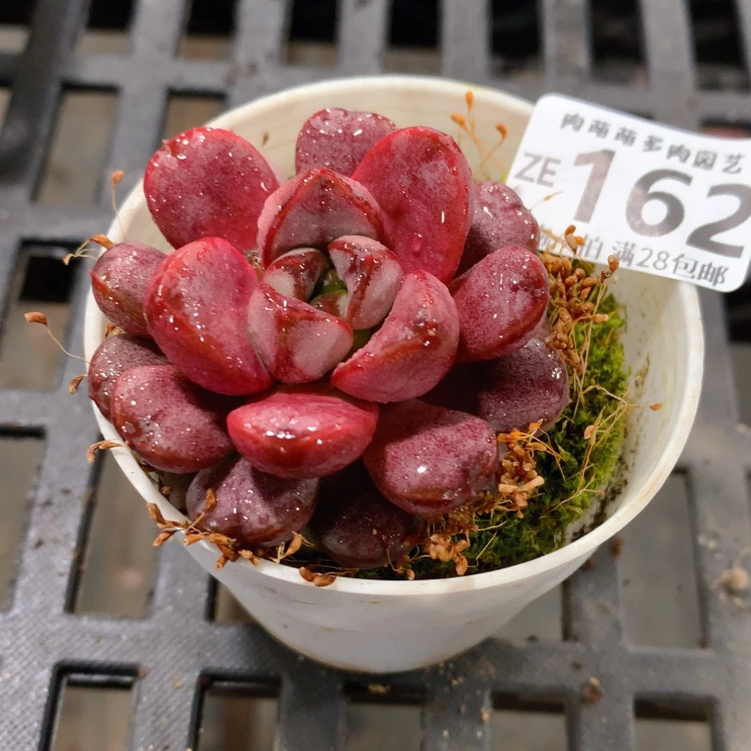 肉萌萌拇指盆精控多肉ZE162