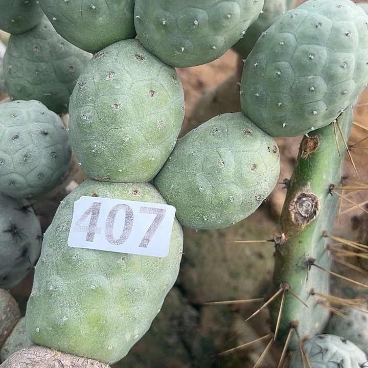 3***3407号仙人球的开花结果