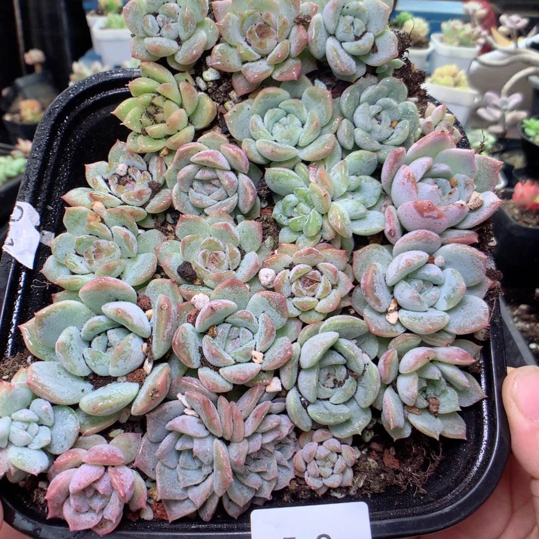 无花朵E9一英语英语英语