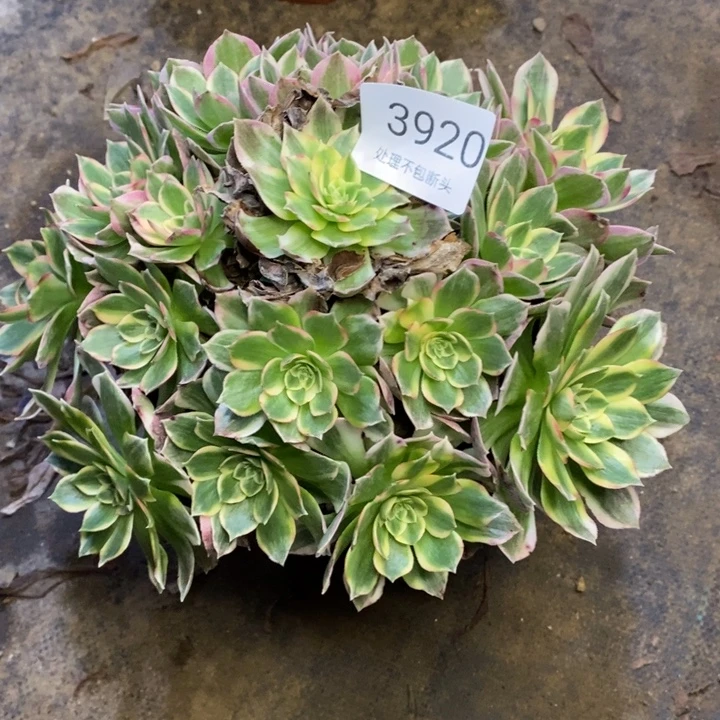 海王多肉断头不包3920