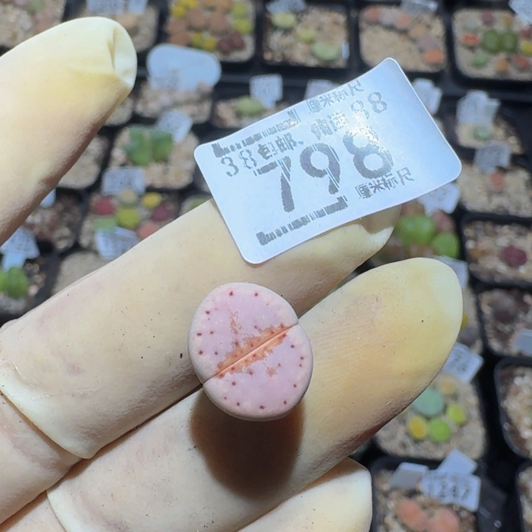 .***.zzzzz精品生石花798