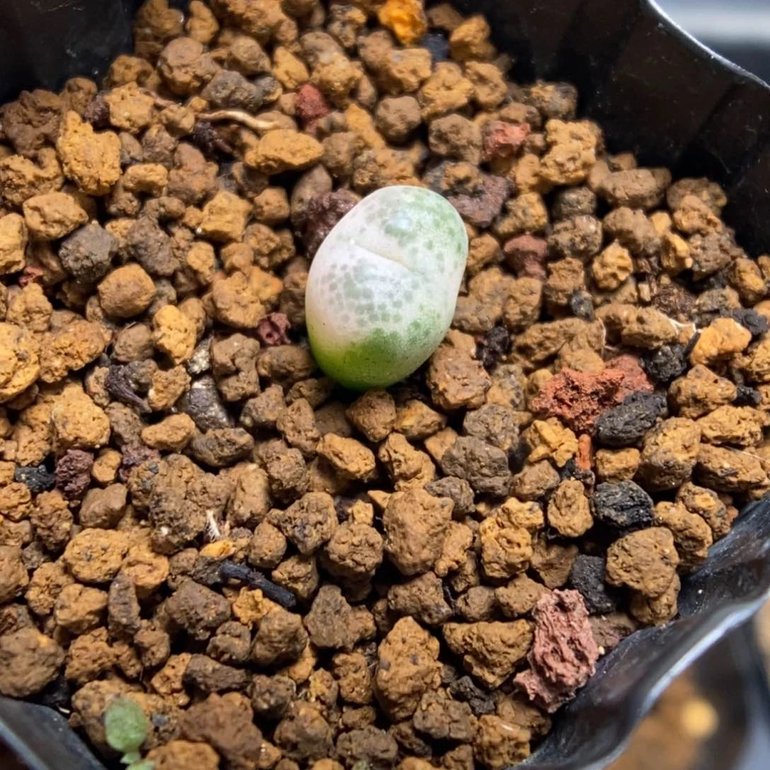 多肉植物肉锥杂交K-4833