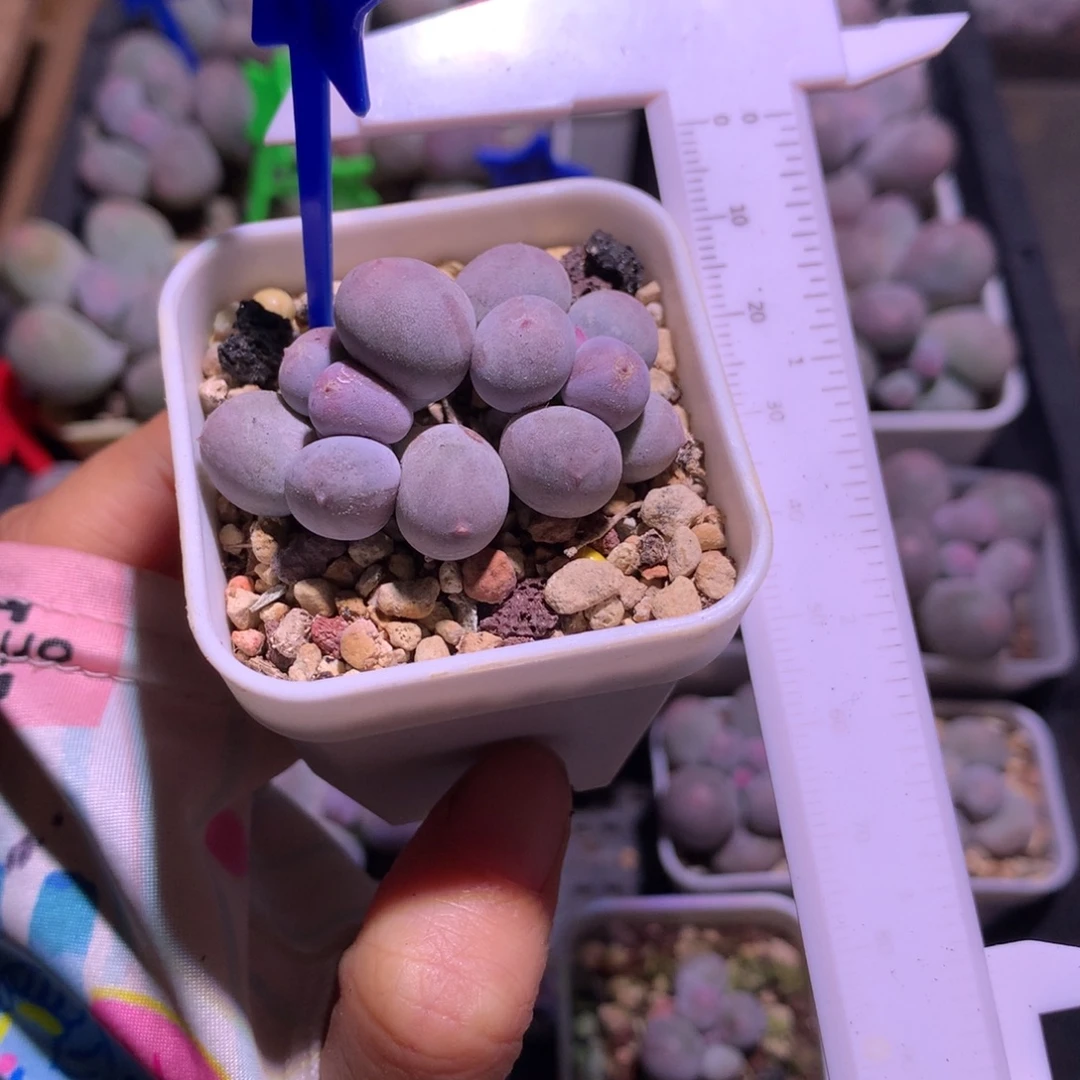 米可奶酪多肉米可奶