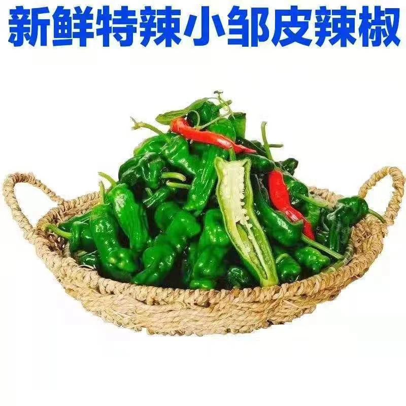 【顺丰包邮】特辣小皱皮辣椒薄皮青椒新鲜蔬菜农家自种应季蔬菜直发