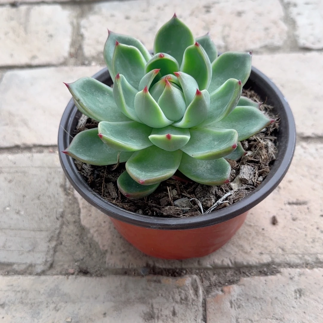 无花朵蓝龙大单头