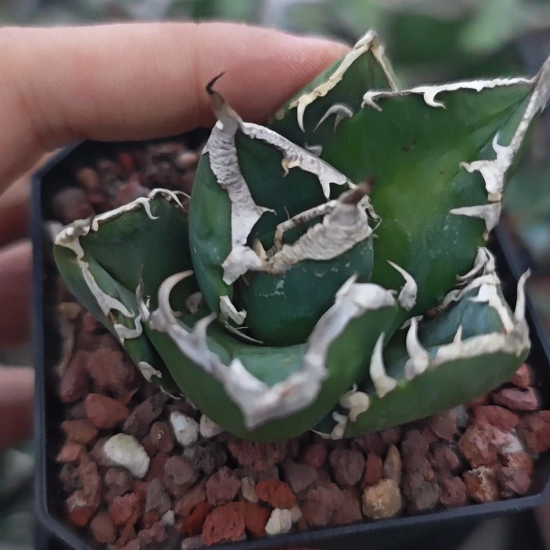 磐*立可白仁王冠龙舌兰顶芽