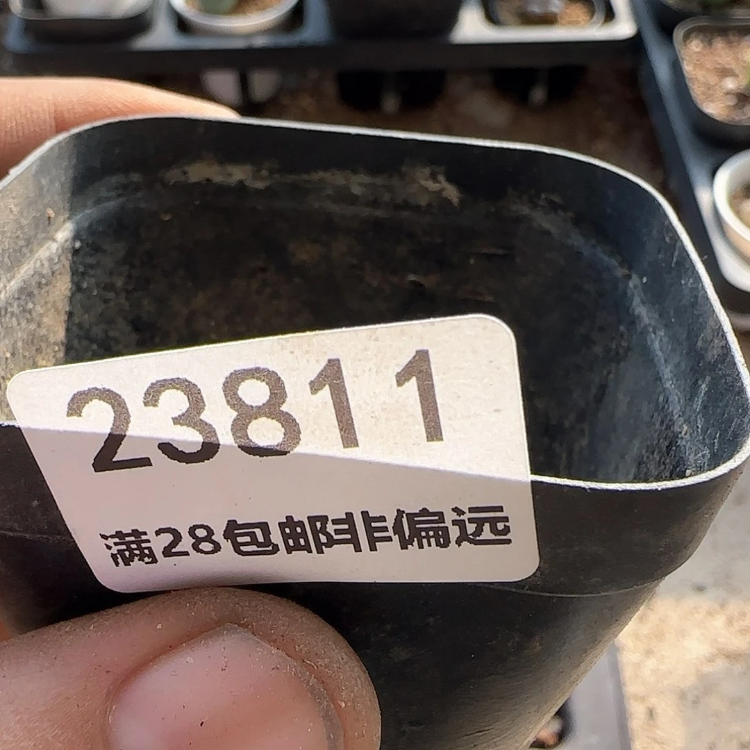 殇*年后脱土发货23811