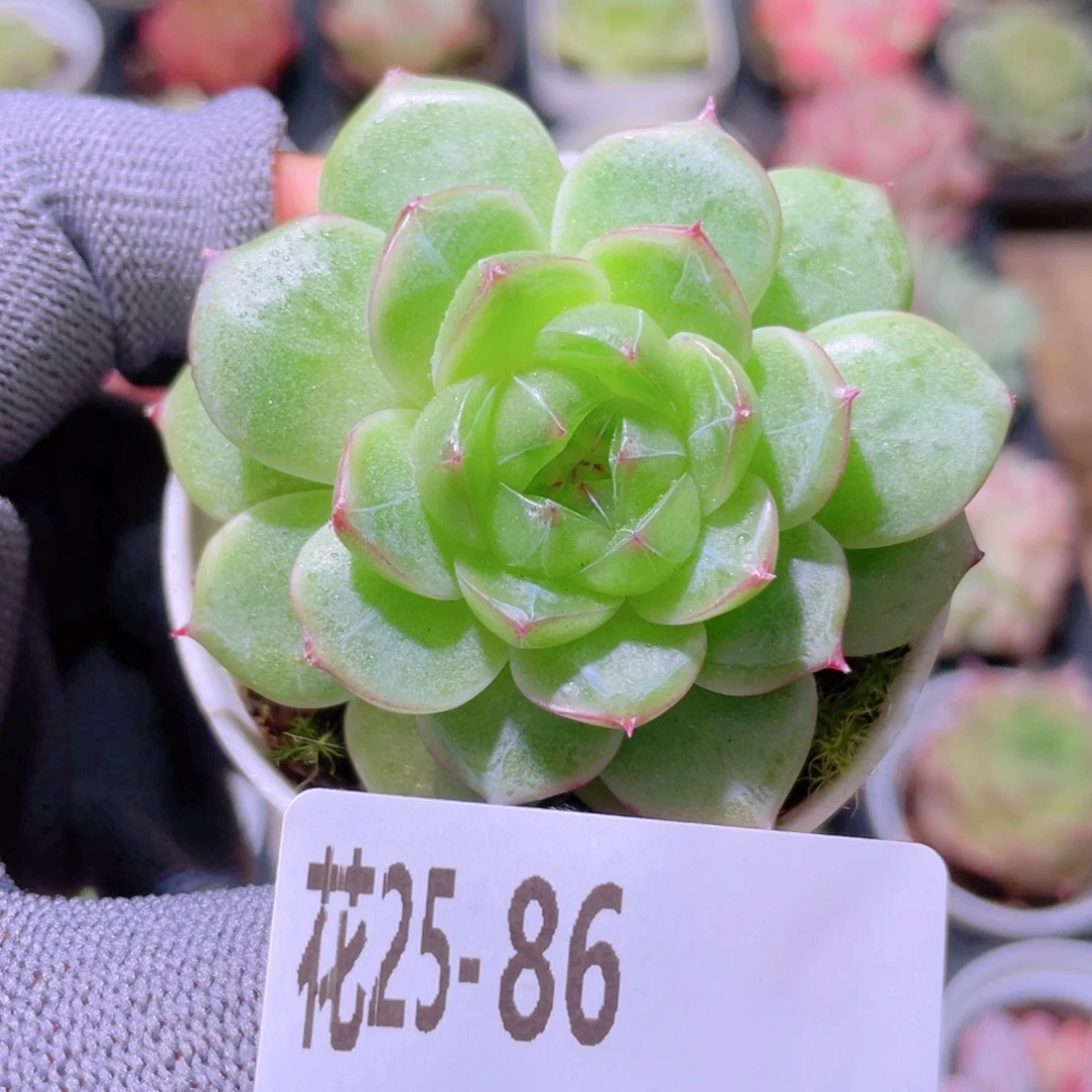 花利美25-86青润