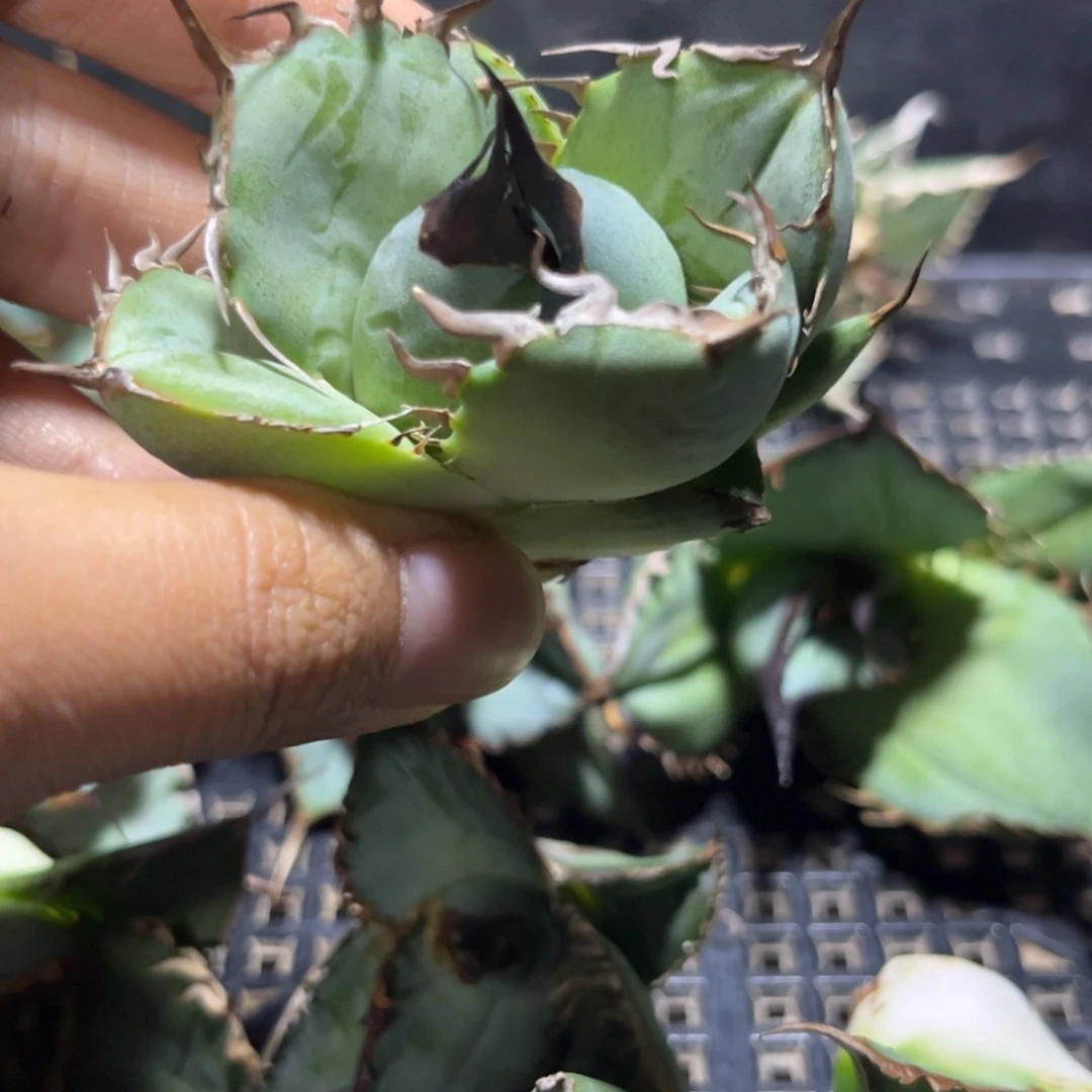@***鸿龙舌兰 仁王冠 芽子