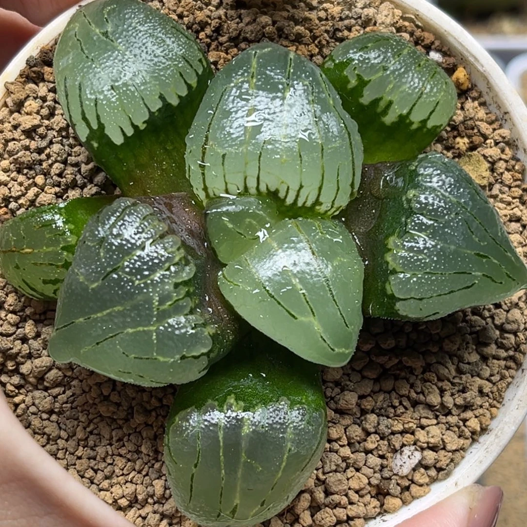 97变异新糯阿福利专场