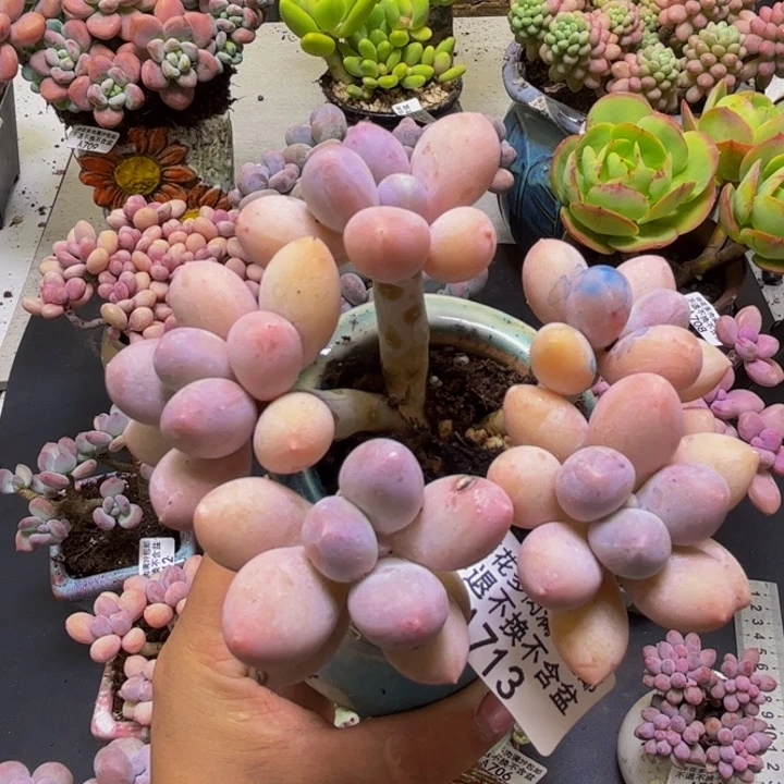 黄金手指奶酪713/9cm