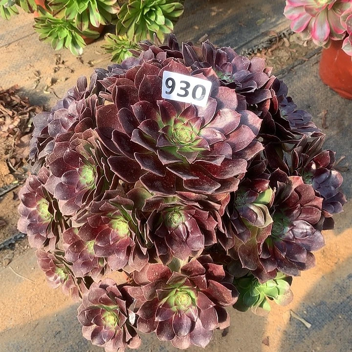 有点弯根赤焰莲930